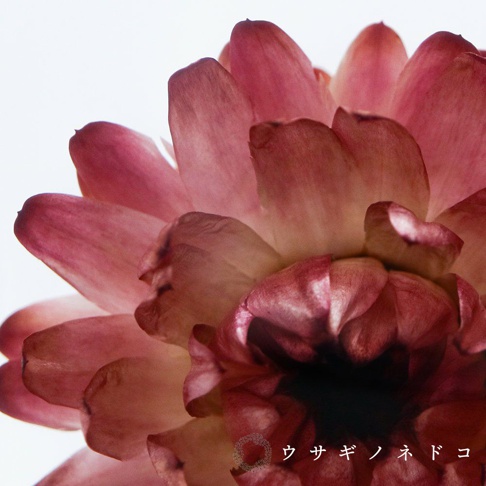 Sola cube 蠟菊立方塊，粉紅色乾燥花瓣，花朵中心為深紅色，細緻的紋理清晰可見，背景為純白色。