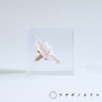 usaginonedoko 京都兔之床 Sola cube 染井吉野櫻透明立方體，內嵌一朵粉色櫻花