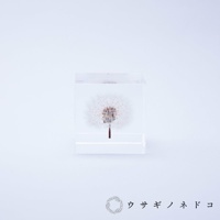 透明立方體中封存著一顆完整的蒲公英，其絨毛呈白色，花莖細長，整體置於白色背景上。