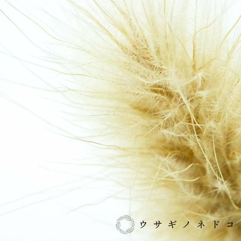 Sola cube 兔尾草立方塊，淡黃色兔尾草乾燥花材，質感蓬鬆柔軟，細緻的纖維向外延伸。