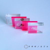 四個透明立方體展示塊，分別封存著蒲公英種子和一團蒲公英，部分展示塊底部有螢光桃紅色。