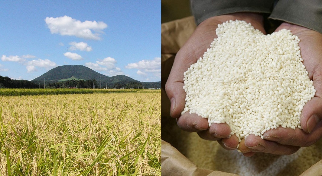 左側為金黃稻田與遠方青山，右側為雙手捧著大量白色米粒。