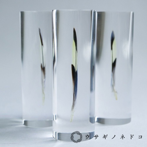 三個透明圓柱體標本，內含虎皮鸚鵡羽毛，羽毛呈現黃、黑、藍、棕等色彩，材質為壓克力。