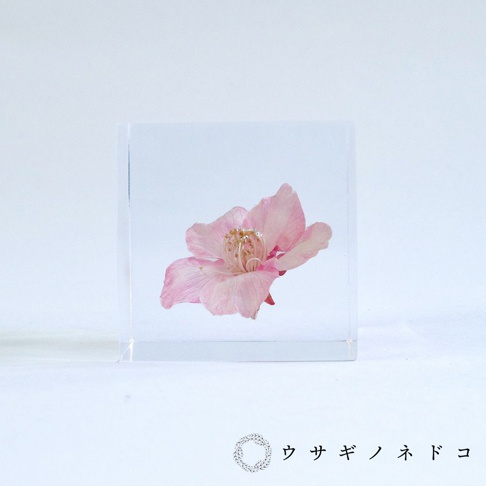 透明立方體內封存著一朵粉色河津櫻，花瓣輕柔舒展，花蕊處有金屬絲點綴，整體呈現淡雅的色彩。