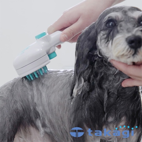 手持白色與淺藍色組合的寵物洗澡蓮蓬頭，正在為一隻毛髮濕潤的灰色貴賓犬清潔背部，蓮蓬頭底部有藍色軟毛刷。