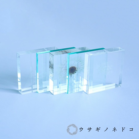 四個透明方形壓克力塊，其中三個塊體內封存著蒲公英種子，壓克力塊邊緣帶有綠色調。