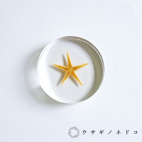 透明圓形壓克力塊中封存著一隻黃色海星標本，海星有五個尖銳的腕足，整體呈扁平狀，置於白色背景上。