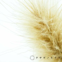 Sola cube 兔尾草立方塊，淡黃色兔尾草乾燥花材，質感蓬鬆柔軟，細緻的纖維向外延伸。