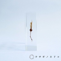 透明壓克力塊中封存著一株乾燥的紅葉種子標本，呈現出細長的莖、圓形的種子及兩片細長、彎曲的葉子，整體呈淡棕色。