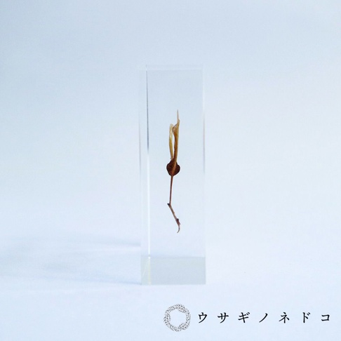 透明壓克力塊中封存著一株乾燥的紅葉種子標本，呈現出細長的莖、圓形的種子及兩片細長、彎曲的葉子，整體呈淡棕色。