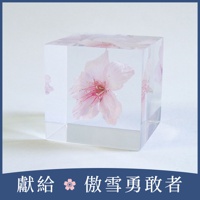 Sola cube 大寒櫻花立方塊 (花言葉：高尚、純潔)