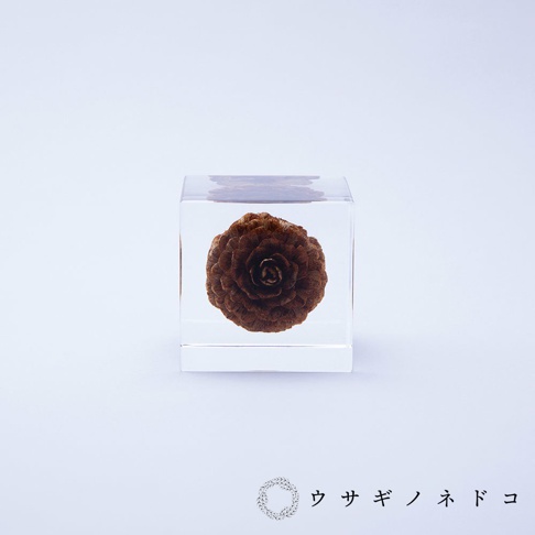 透明立方體中封存著一顆深棕色的落葉松毬果，毬果結構緊密，紋理清晰，置於純白背景上。