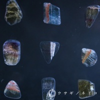 九塊大小不一、形狀各異的螢石切片標本，色彩包含透明、藍色、紫色、綠色、粉紅色及橘紅色，部分標本帶有明顯的紋理和夾層。