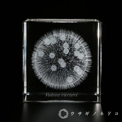 usaginonedoko 京都兔之床 Sola cube Micro雷射雕刻微生物立方塊 團藻