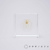 透明立方塊內封存著一朵精緻的乾燥黑酸漿，其外萼呈網狀，顏色為淡黃色至白色，中央有少許橘黃色結構。