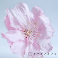 一朵淡粉色八重紅枝垂櫻花，花瓣層疊，花蕊呈白色，帶有黃色花粉，背景為淺藍色。