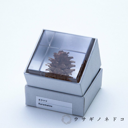 透明立方體內封存著一個乾燥的棕色落葉松毬果，置於淺灰色紙盒中。