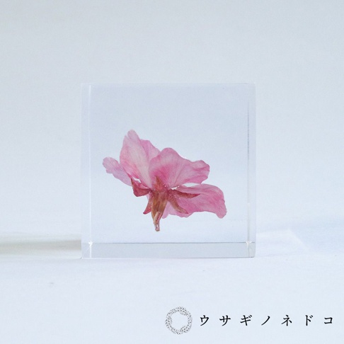 透明立方塊中封存著一朵粉色河津櫻花，花瓣層疊，花蕊清晰可見，整體呈現精緻的乾燥花工藝。