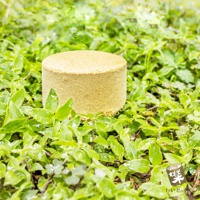 圓柱狀淺黃色塊狀物，表面有細顆粒紋理，置於一片綠色植物叢中，植物葉片帶有水珠。