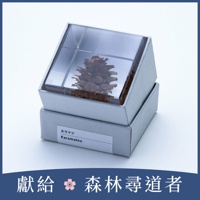 Sola cube 落葉松毬果立方塊 (宙言葉：反骨精神)