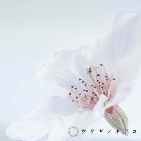 Sola cube 染井吉野櫻立方塊，展示一朵盛開的白色櫻花，花瓣細膩，花蕊呈現粉紅色與棕色。