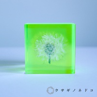 螢光綠壓克力塊中包裹著一株完整的蒲公英，花瓣呈白色絨毛狀，莖部細長。