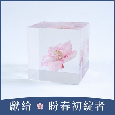 Sola cube 河津櫻立方塊 (花言葉：託付思念、純潔、淡泊)