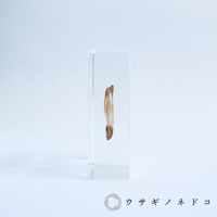 透明壓克力塊中封存著一片乾燥的黑松樹種子，種子呈淺棕色，帶有細長的翅膀，整體結構清晰可見。