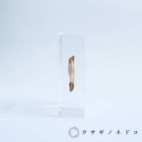 透明壓克力塊中封存著一片乾燥的黑松樹種子，種子呈淺棕色，帶有細長的翅膀，整體結構清晰可見。