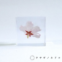 透明立方體封存著一朵淺粉色染井吉野櫻花，花瓣精緻，花心呈粉紅色至紅褐色，花朵被清晰地固定在立方體中央，整體呈現純淨、精緻的質感。