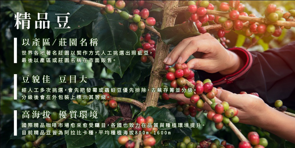 一雙手正在採摘咖啡樹上紅綠交錯的咖啡豆，背景是咖啡樹的枝葉，上方有「精品豆」字樣。