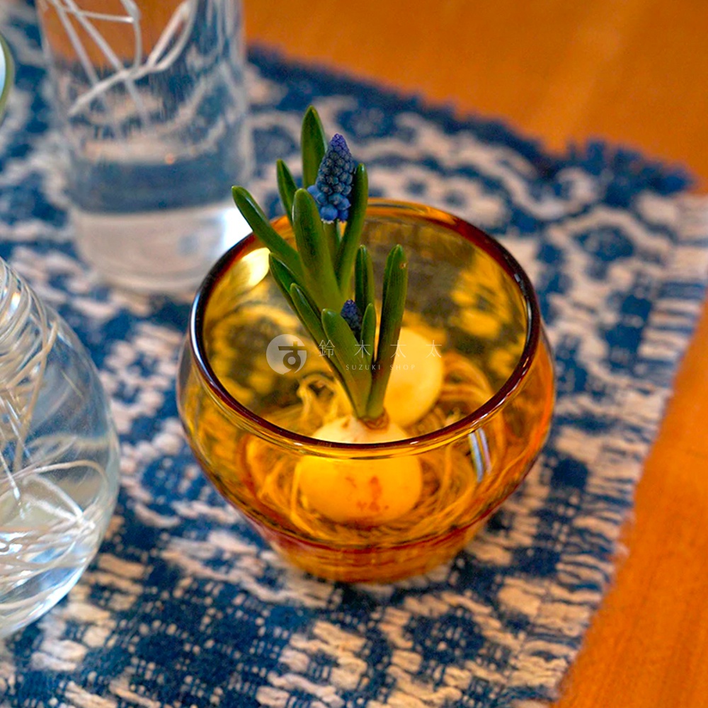琥珀色圓潤玻璃杯，盛裝著水耕的風信子球莖與初生綠葉，杯壁映照著溫暖光澤。