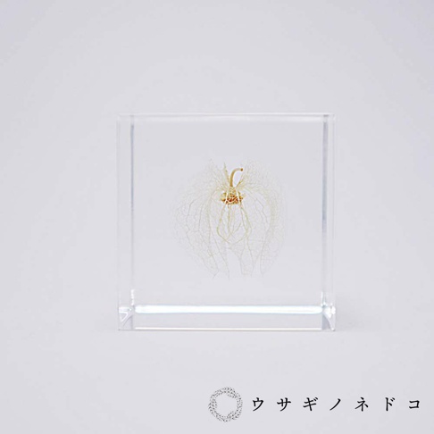 透明立方塊內封存著一朵精緻的乾燥黑酸漿，其外萼呈網狀，顏色為淡黃色至白色，中央有少許橘黃色結構。