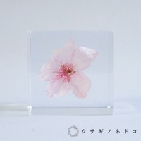 透明立方體中封存著一朵淡粉色大寒櫻花，花瓣層疊，花蕊為粉紅色。