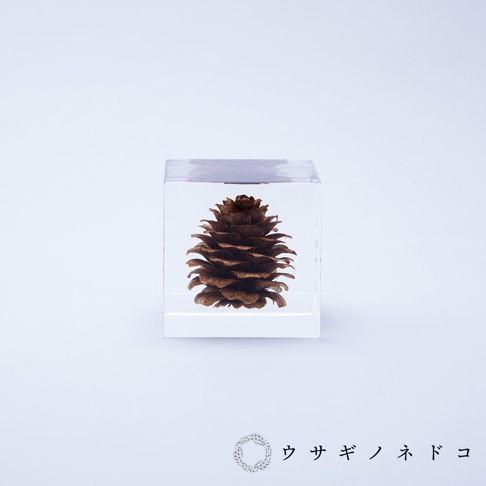 透明立方體內嵌一顆完整的深棕色落葉松毬果，毬果鱗片層疊分明，整體呈現自然質樸的質感。