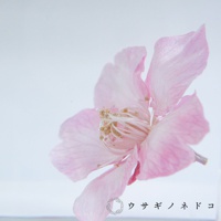 淡粉色河津櫻花，花瓣輕柔散開，中央露出金黃色花蕊，置於透明立方體中，背景為淺色調。