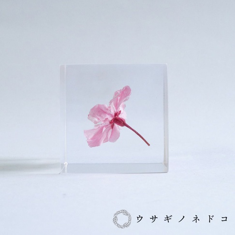 透明立方體中封存著一朵粉紅色八重紅枝垂櫻花，花瓣層疊，花梗呈深紅色，置於白色背景上。
