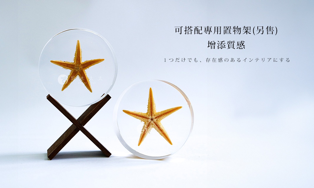 兩個透明圓形壓克力塊，內含乾燥的橘黃色海星標本。其中一個標本架設在深棕色木製支架上，呈現 X 型。