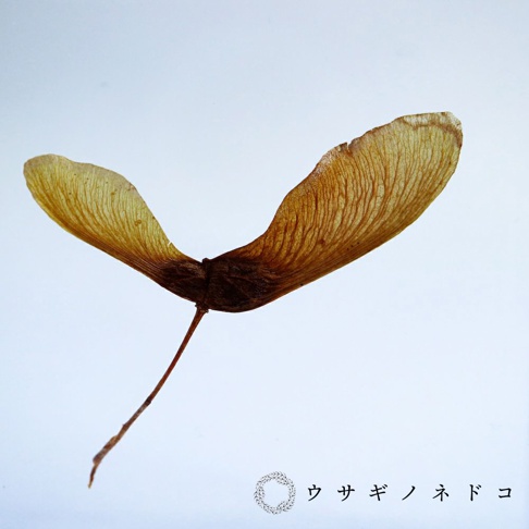 一片乾燥的紅葉種子，呈琥珀色，帶有清晰的葉脈紋路，由細長的莖連接。