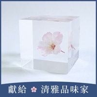 Sola cube 小松乙女櫻花立方塊 (花言葉：心靈之美)