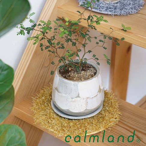 一個裝有綠色植物的白色陶瓷盆栽，放置在黃色絨毛狀的圓形墊子上，墊子放在木製層架上。