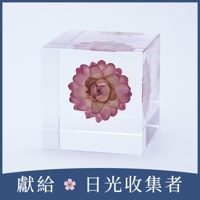 Sola cube 蠟菊立方塊 (宙言葉：適應各種環境)