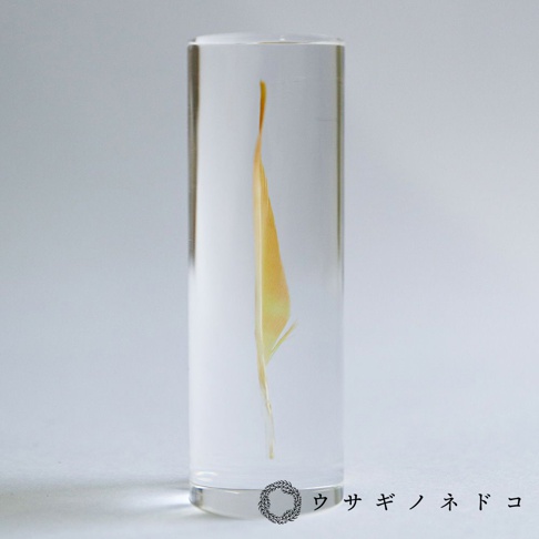 一根桃面牡丹鸚鵡的黃橘色羽毛，封存在透明的圓柱形壓克力中，羽毛紋理清晰可見，背景為淺灰色。