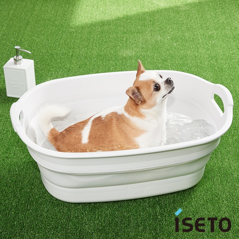白色伸縮浴盆內，一隻棕白相間的吉娃娃犬正享受泡澡，浴盆旁有一瓶白色皂液器，背景為綠色草地。