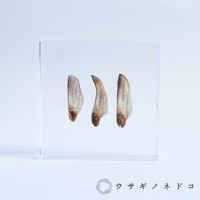 透明壓克力塊中封存著三顆淺棕色的黑松樹種子，種子呈現細長的翅膀狀，帶有木質紋理。