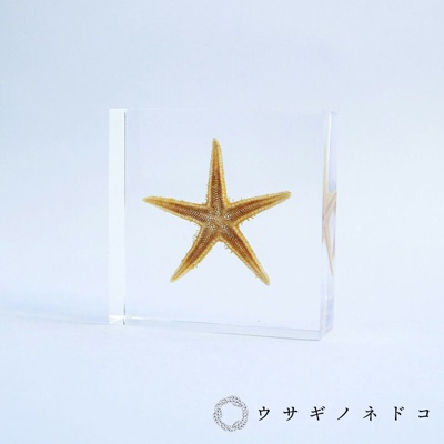 Sola Tile 1.5cm厚切型片狀標本 海星