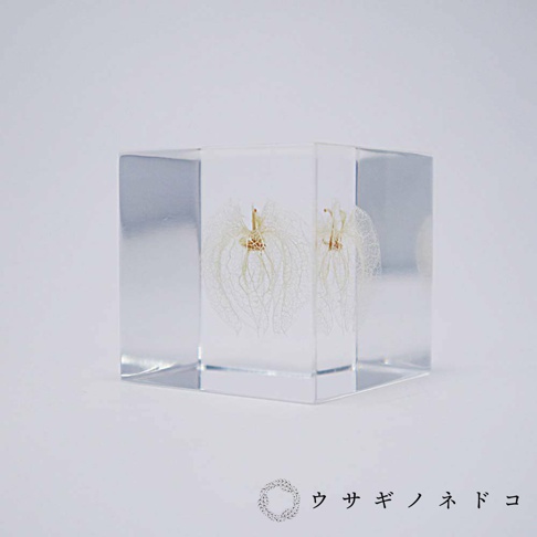 透明方形壓克力塊中，封存著兩株乾燥的白色燈籠花，花萼呈現細緻網狀結構，花蕊為淡黃色。