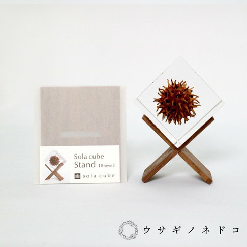 透明立方體內嵌乾燥植物，放置於木質X型支架上，旁邊為產品包裝盒，標示「Sola cube Stand [Brown]」。