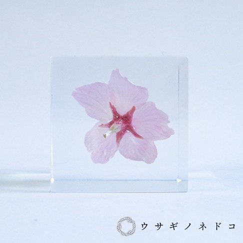 透明立方體中封存著一朵淡粉色的大寒櫻花，花瓣輕柔，花心帶有深紅色調，置於淺色背景下。