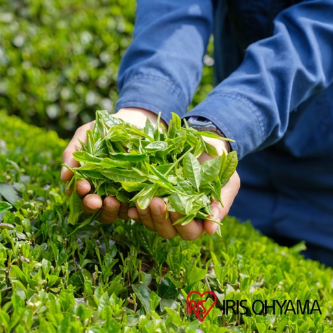 穿著藍色工作服的人員雙手捧著剛摘下的一把新鮮翠綠茶葉，置身於廣大的茶園中，畫面下方標註有IRIS OHYAMA品牌名稱。